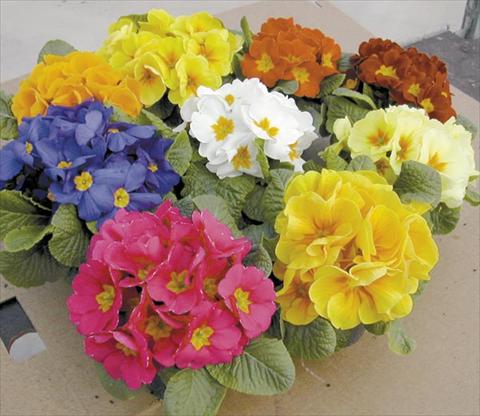 foto van een variëteit aan bloemen, te gebruiken als: Pot Primula acaulis, veris, vulgaris Daytona F1 Mix
