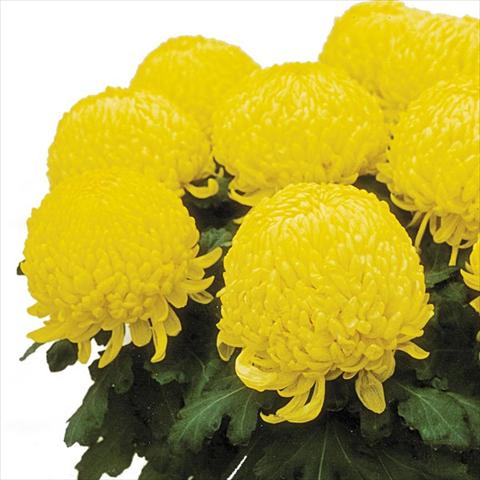 foto van een variëteit aan bloemen, te gebruiken als: Pot Chrysanthemum Passion Jaune