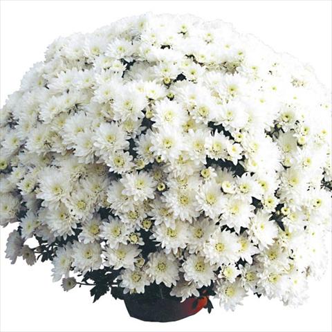 foto van een variëteit aan bloemen, te gebruiken als: Pot Chrysanthemum Cottonday