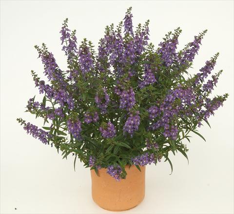 foto van een variëteit aan bloemen, te gebruiken als: Potplant, perkplant, patioplant Angelonia angustifolia Alonia Dark Blue