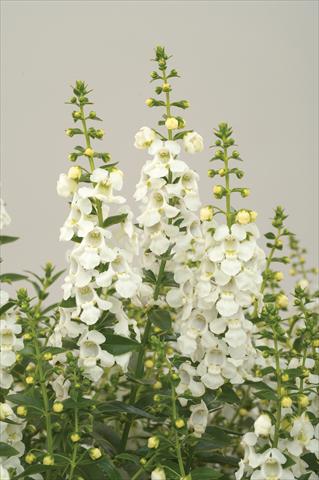 foto van een variëteit aan bloemen, te gebruiken als: Patioplant, potplant Angelonia angustifolia Alonia White