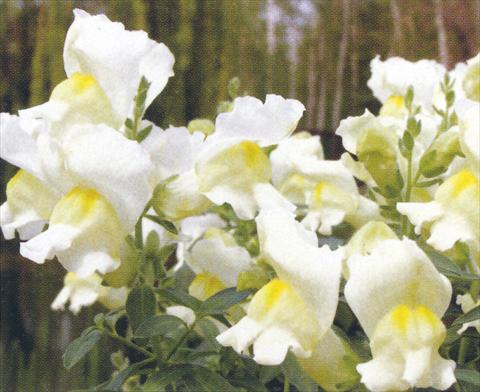 foto van een variëteit aan bloemen, te gebruiken als: Pot - en perkplant Antirrhinum majus Dazzlig Lips Angel Spice
