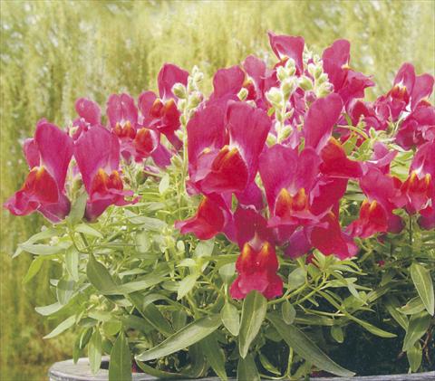 foto van een variëteit aan bloemen, te gebruiken als: Pot - en perkplant Antirrhinum majus Dazzlig Lips Berry Nugget