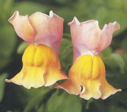 foto van een variëteit aan bloemen, te gebruiken als: Pot - en perkplant Antirrhinum majus Dazzlig Lips Peach Paradise