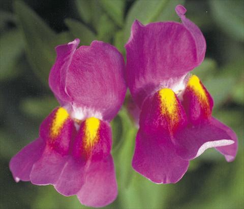 foto van een variëteit aan bloemen, te gebruiken als: Pot - en perkplant Antirrhinum majus Dazzlig Lips Purple pearl