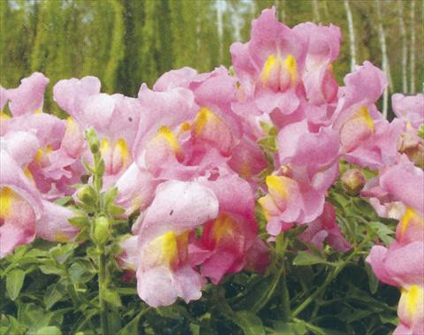 foto van een variëteit aan bloemen, te gebruiken als: Pot - en perkplant Antirrhinum majus Dazzlig Lips Rose Petal