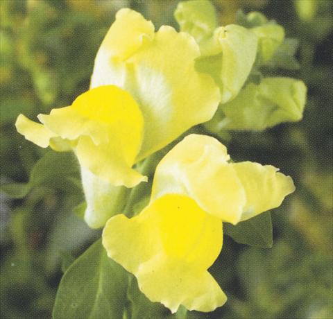 foto van een variëteit aan bloemen, te gebruiken als: Pot - en perkplant Antirrhinum majus Dazzlig Lips Yellow Shine