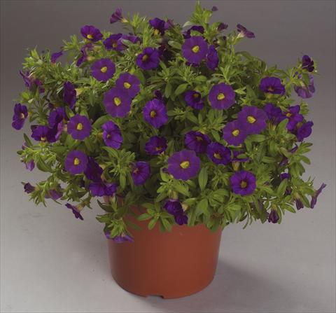 foto van een variëteit aan bloemen, te gebruiken als: Korf / Pot Calibrachoa Calipetite Blue