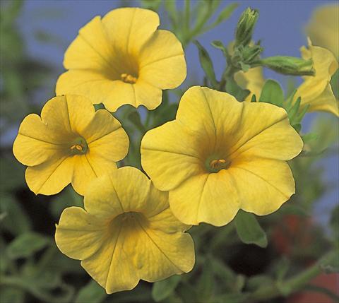 foto van een variëteit aan bloemen, te gebruiken als: Perkplant, potplant of korfplant Calibrachoa Calipetite Yellow