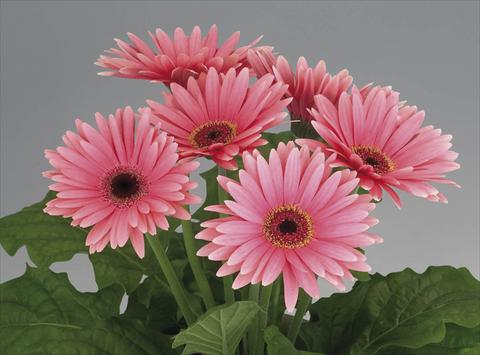 foto van een variëteit aan bloemen, te gebruiken als: Pot Gerbera jamesonii Royal Deep Pink dark Eye