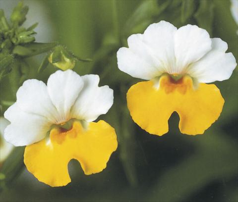 foto van een variëteit aan bloemen, te gebruiken als: Korf / Pot Nemesia Giggles Attraction