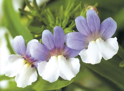 foto van een variëteit aan bloemen, te gebruiken als: Korf / Pot Nemesia Giggles Caresse