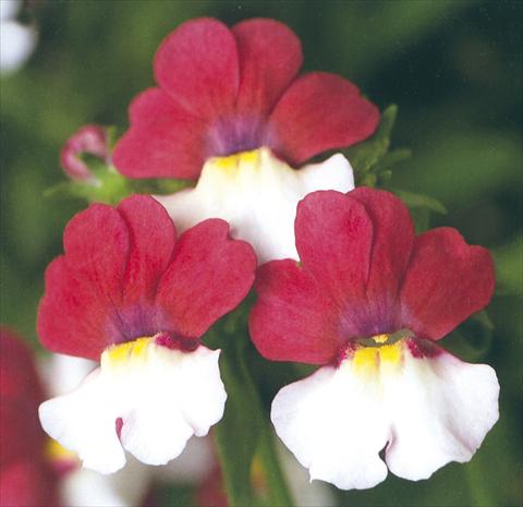 foto van een variëteit aan bloemen, te gebruiken als: Korf / Pot Nemesia Giggles Charm