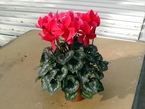 foto van een variëteit aan bloemen, te gebruiken als: Pot - en perkplant Cyclamen persicum Rainier Rose