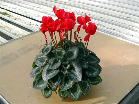 foto van een variëteit aan bloemen, te gebruiken als: Pot - en perkplant Cyclamen persicum Rainier Scarlet