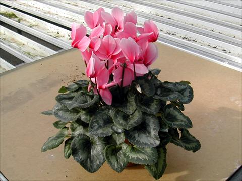 foto van een variëteit aan bloemen, te gebruiken als: Pot - en perkplant Cyclamen persicum Rainier Light Pink With Eye