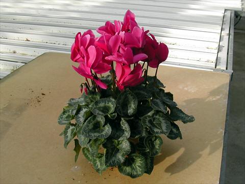 foto van een variëteit aan bloemen, te gebruiken als: Pot - en perkplant Cyclamen persicum Rainier Purple