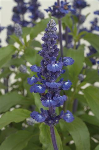 foto van een variëteit aan bloemen, te gebruiken als: Potplant, perkplant, patioplant Salvia farinacea Sallyfun Blue