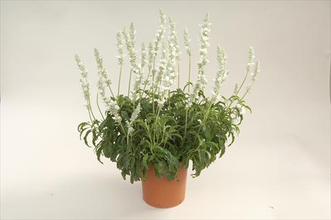 foto van een variëteit aan bloemen, te gebruiken als: Potplant, perkplant, patioplant Salvia farinacea Sallyfun White