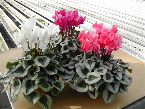 foto van een variëteit aan bloemen, te gebruiken als: Pot - en perkplant Cyclamen persicum mini Winter Ice White