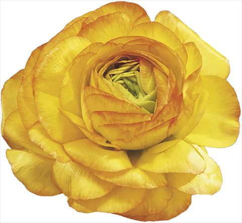 photo of flower to be used as: Cutflower Ranunculus asiaticus Success® Auriga