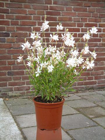 foto van een variëteit aan bloemen, te gebruiken als: Perkplant / Borders Gaura lindheimeri Ballerina White Dove