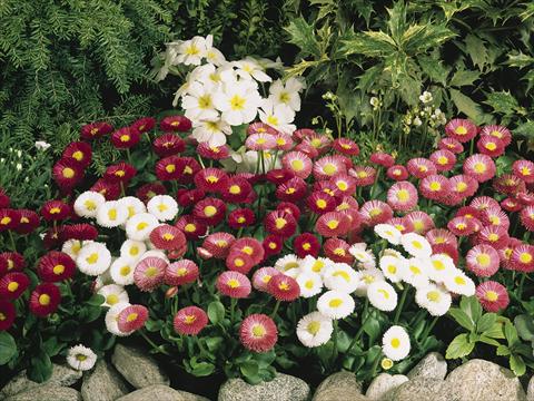 foto van een variëteit aan bloemen, te gebruiken als: Perkplant, potplant of korfplant Bellis perennis Speedstar Mix