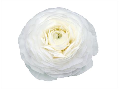 foto van een variëteit aan bloemen, te gebruiken als: Snijbloemen Ranunculus asiaticus Elegance® Bianco 28-99
