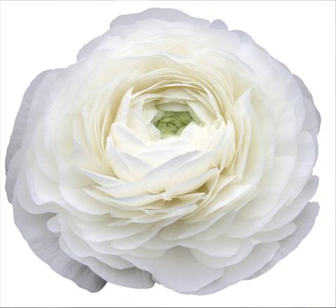 foto van een variëteit aan bloemen, te gebruiken als: Snijbloemen Ranunculus asiaticus Elegance® Bianco 59-99