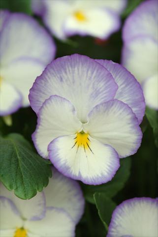 foto van een variëteit aan bloemen, te gebruiken als: Perkplant / Borders Viola cornuta Blue Moon