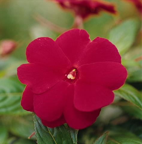 foto van een variëteit aan bloemen, te gebruiken als: Potplant, perkplant, patioplant, korfplant Impatiens N. Guinea Celebration Cherry Red