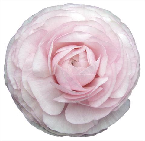 foto van een variëteit aan bloemen, te gebruiken als: Snijbloemen Ranunculus asiaticus Elegance® Clair Matin