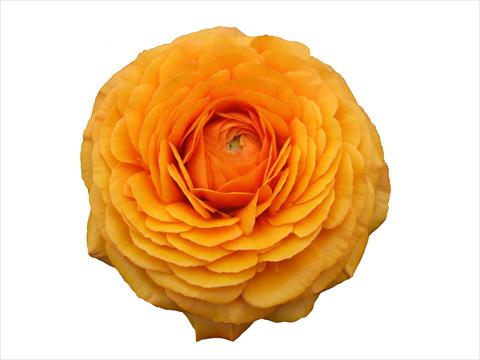 foto van een variëteit aan bloemen, te gebruiken als: Snijbloemen Ranunculus asiaticus Elegance® Clementine 131