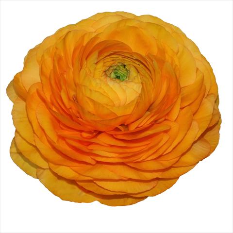 foto van een variëteit aan bloemen, te gebruiken als: Snijbloemen Ranunculus asiaticus Elegance® Clementine 04-M