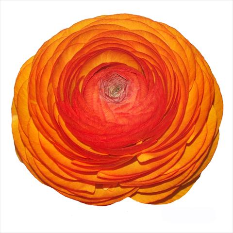 foto van een variëteit aan bloemen, te gebruiken als: Snijbloemen Ranunculus asiaticus Elegance® Clementine 115