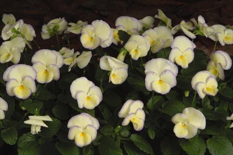 foto van een variëteit aan bloemen, te gebruiken als: Potplant, perkplant, patioplant, korfplant Viola hybrida Etain