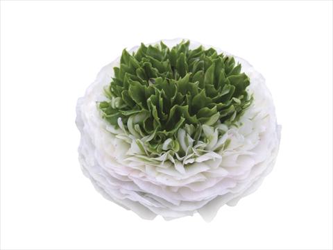 foto van een variëteit aan bloemen, te gebruiken als: Snijbloemen Ranunculus asiaticus Elegance® Festival® Bianco
