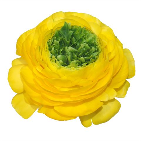 foto van een variëteit aan bloemen, te gebruiken als: Snijbloemen Ranunculus asiaticus Elegance® Festival® Giallo centro verde