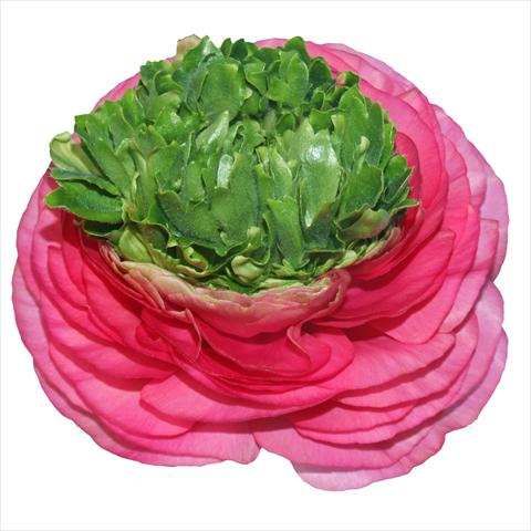 foto van een variëteit aan bloemen, te gebruiken als: Snijbloemen Ranunculus asiaticus Elegance® Festival® Rosa Scuro