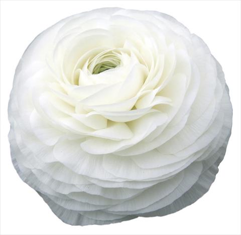 photo of flower to be used as: Cutflower Ranunculus asiaticus Success® Firenze