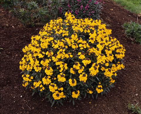 foto van een variëteit aan bloemen, te gebruiken als: Perkplant / Borders Erysimum Fragrant Sunshine