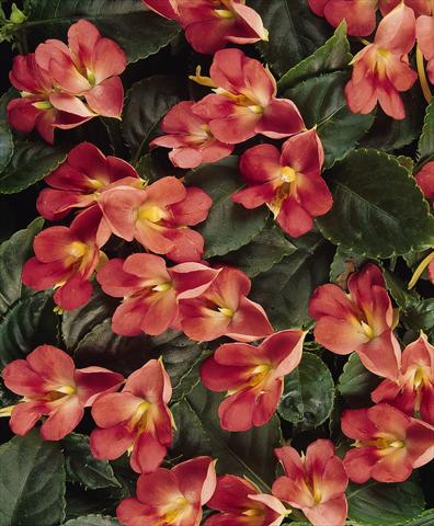 foto van een variëteit aan bloemen, te gebruiken als: Potplant, perkplant, patioplant, korfplant Impatiens exotic Fusion Heat