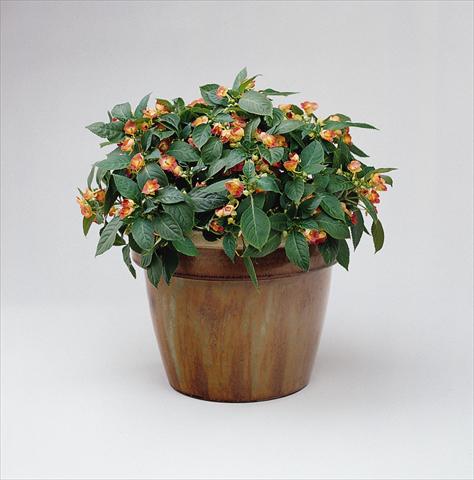 foto van een variëteit aan bloemen, te gebruiken als: Potplant, perkplant, patioplant, korfplant Impatiens exotic Fusion Infrared