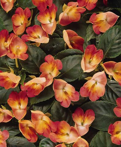 foto van een variëteit aan bloemen, te gebruiken als: Potplant, perkplant, patioplant, korfplant Impatiens exotic Fusion Infrared Exotic Impatiens