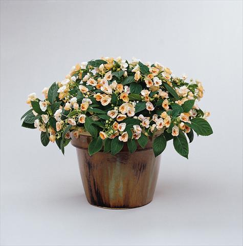 foto van een variëteit aan bloemen, te gebruiken als: Potplant, perkplant, patioplant, korfplant Impatiens exotic Fusion Radiance