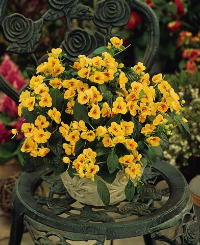 foto van een variëteit aan bloemen, te gebruiken als: Potplant, perkplant, patioplant, korfplant Impatiens exotic Fusion Sunset