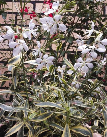 foto van een variëteit aan bloemen, te gebruiken als: Perkplant / Borders Gaura lindheimeri Corries Gold
