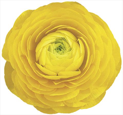 foto van een variëteit aan bloemen, te gebruiken als: Snijbloemen Ranunculus asiaticus Elegance® Giallo 99-1