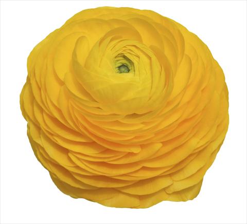 photo of flower to be used as: Cutflower Ranunculus asiaticus Elegance® Giallo 99-1B
