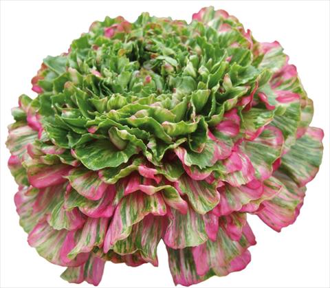 foto van een variëteit aan bloemen, te gebruiken als: Snijbloemen Ranunculus asiaticus Success® Grimaldi